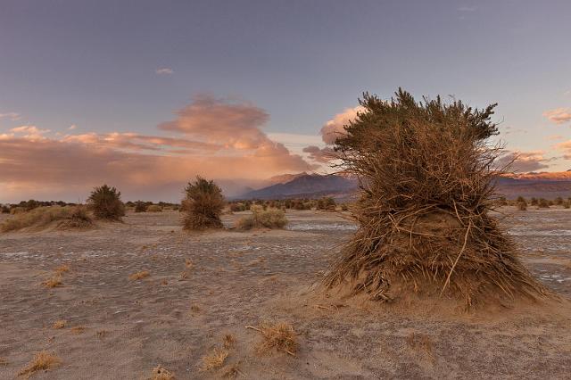 17 death valley, devil's cornfield.jpg